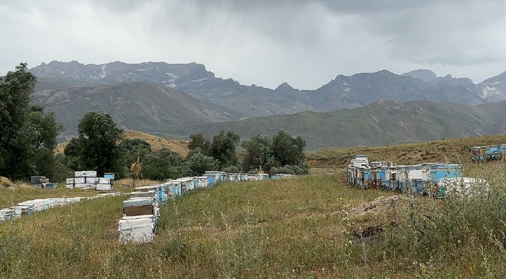 Cilo Dağı eteklerinde bal üretimi