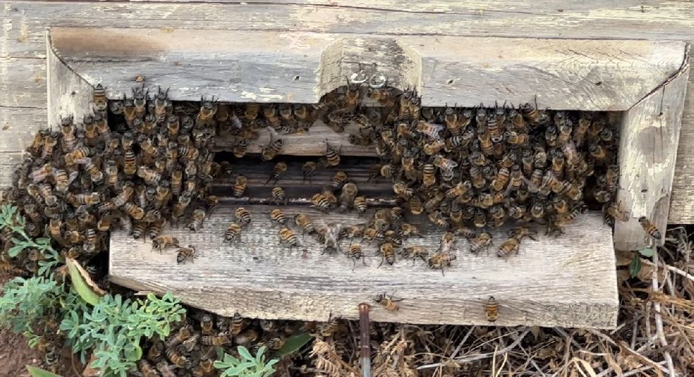 Cilo Dağı eteklerinde bal üretimi