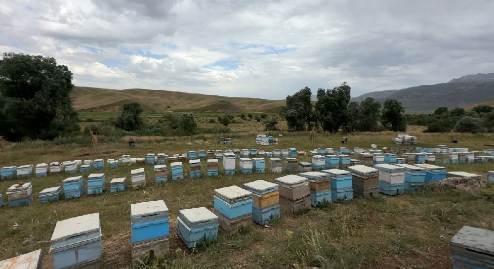 Cilo Dağı eteklerinde bal üretimi