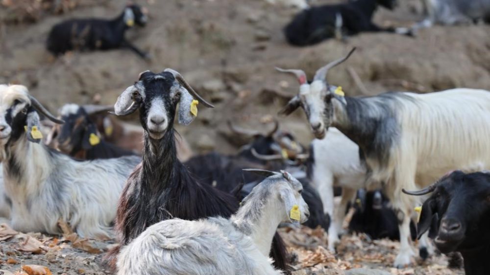  Çoban ve sürünün girdiği alanlar orman yangınlardan etkilenmedi işte nedeni 