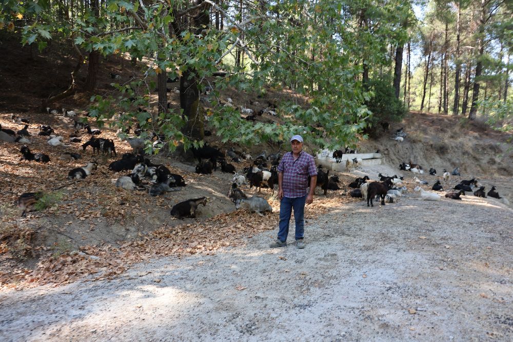 Çoban ve sürünün girdiği alanlar orman yangınlardan etkilenmedi işte nedeni