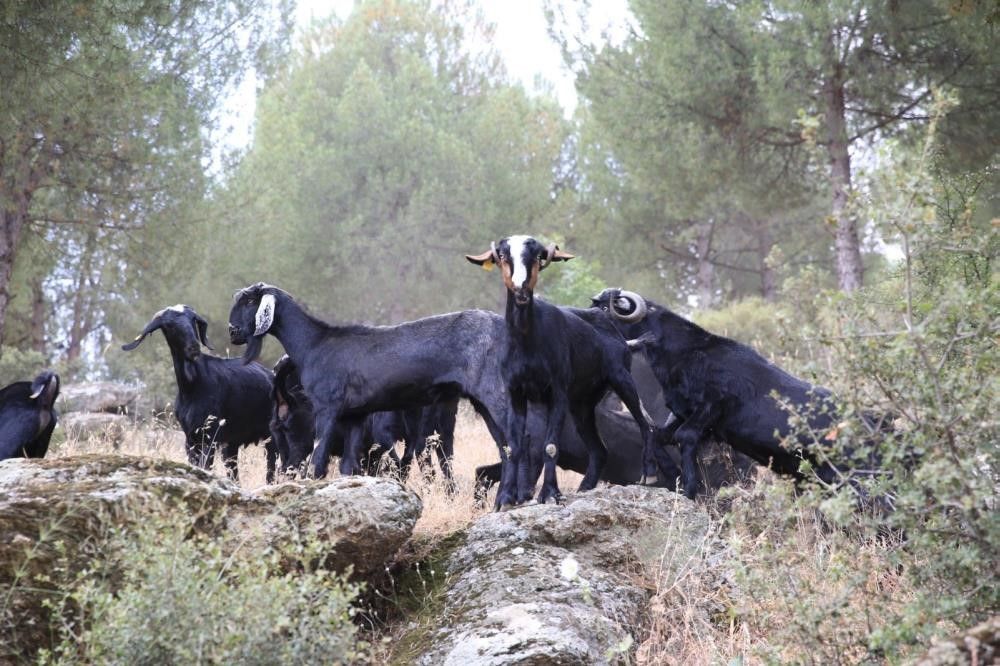 Çoban ve sürünün girdiği alanlar orman yangınlardan etkilenmedi işte nedeni