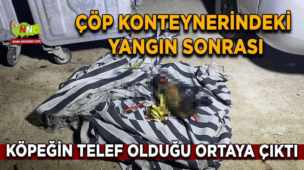 Çöp konteynerindeki yangın sonrası köpeğin telef olduğu ortaya çıktı