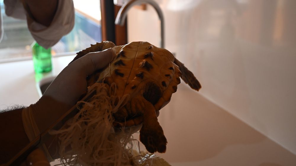 Çuvala dolanmış halde yaralı bulunan Caretta caretta denizle buluştu