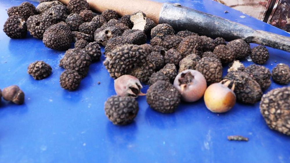 Defne, kestane ve trüf mantarı orman köylüsüne gelir kapısı oluyor