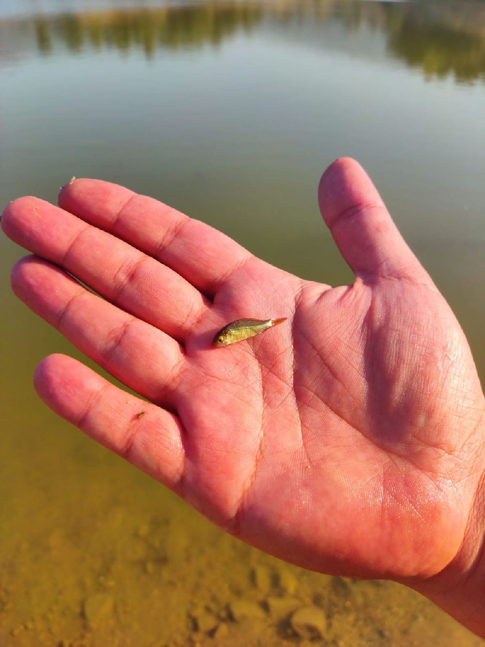 Denizli’de göl ve göletlere 1 milyon sazan yavrusu bırakıldı