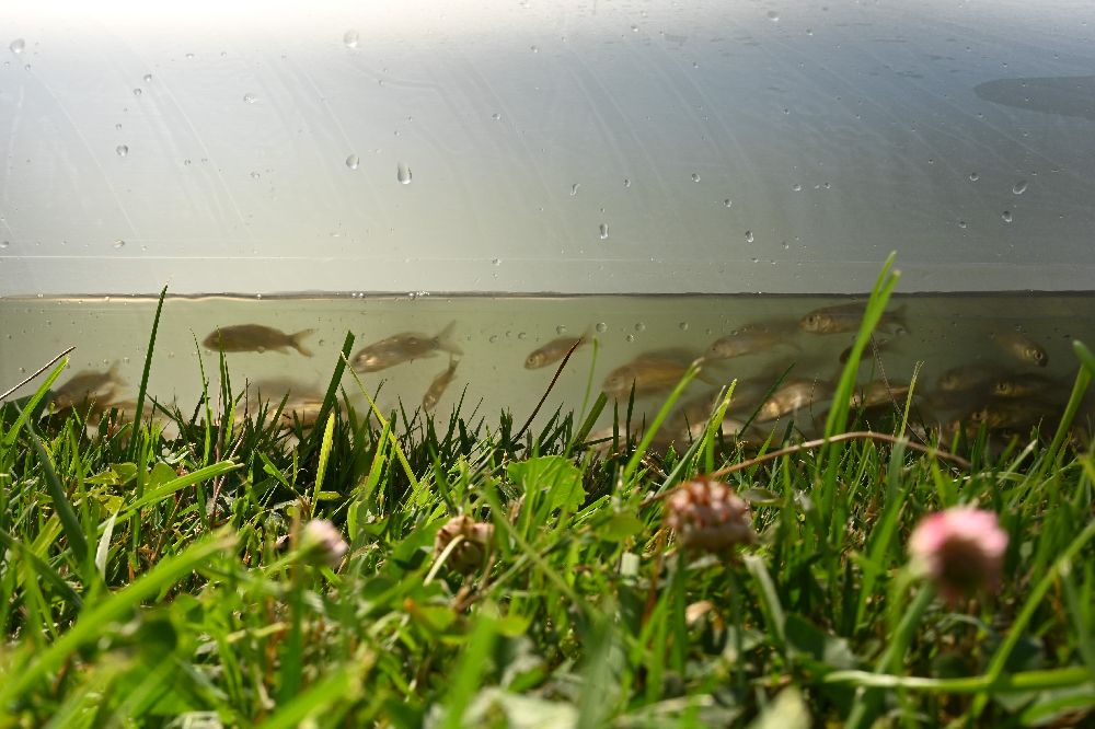 Denizli’de göl ve göletlere 1 milyon sazan yavrusu bırakıldı