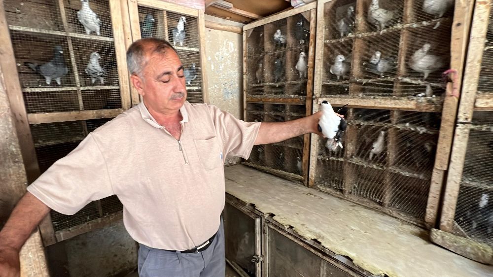 Depremde 170 güvercini telef oldu, kuş sevdası geçmedi
