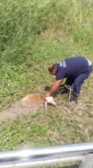 Derede çamura saplanan koyunu itfaiye ekipleri kurtardı