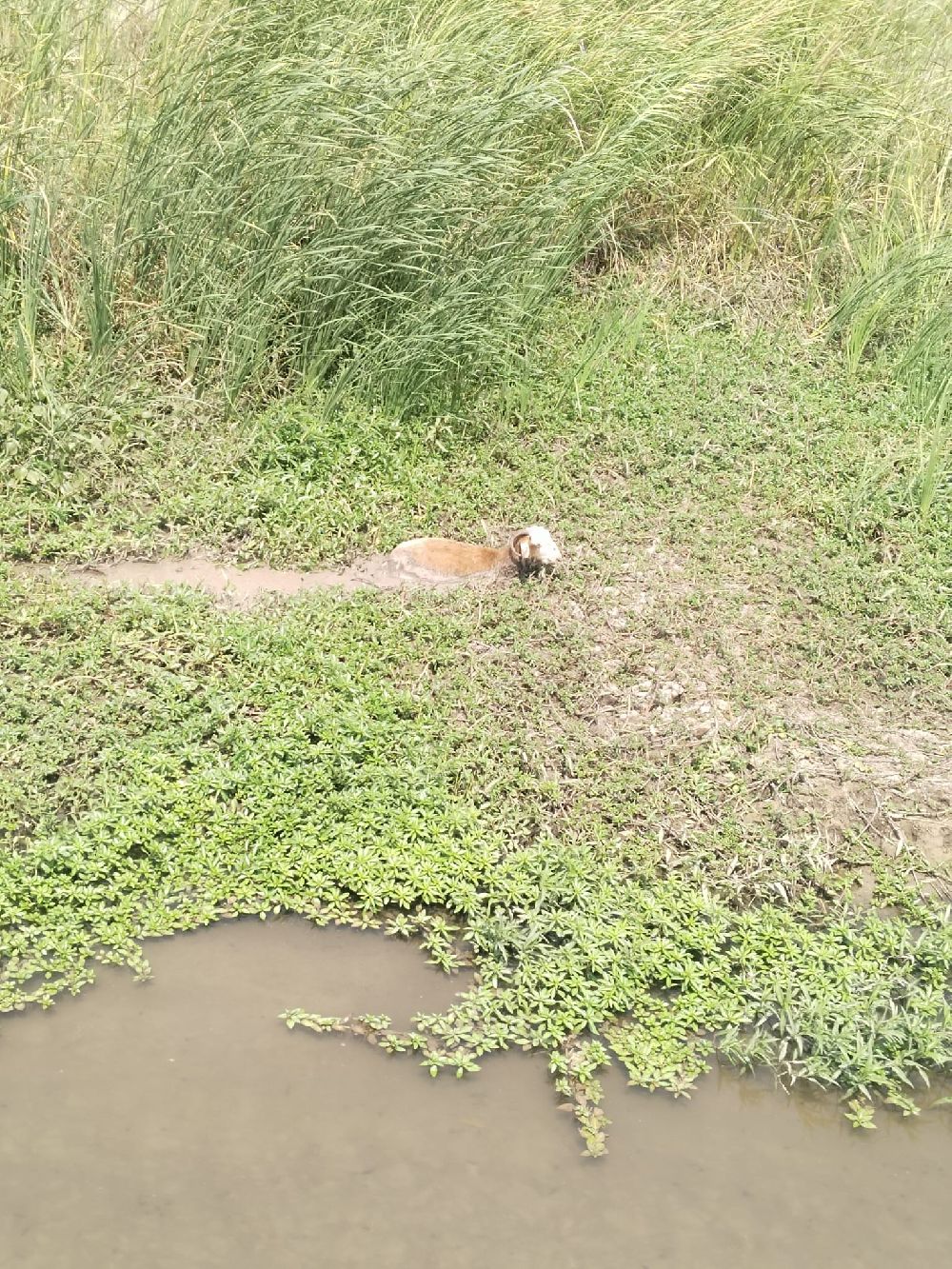 Derede çamura saplanan koyunu itfaiye ekipleri kurtardı