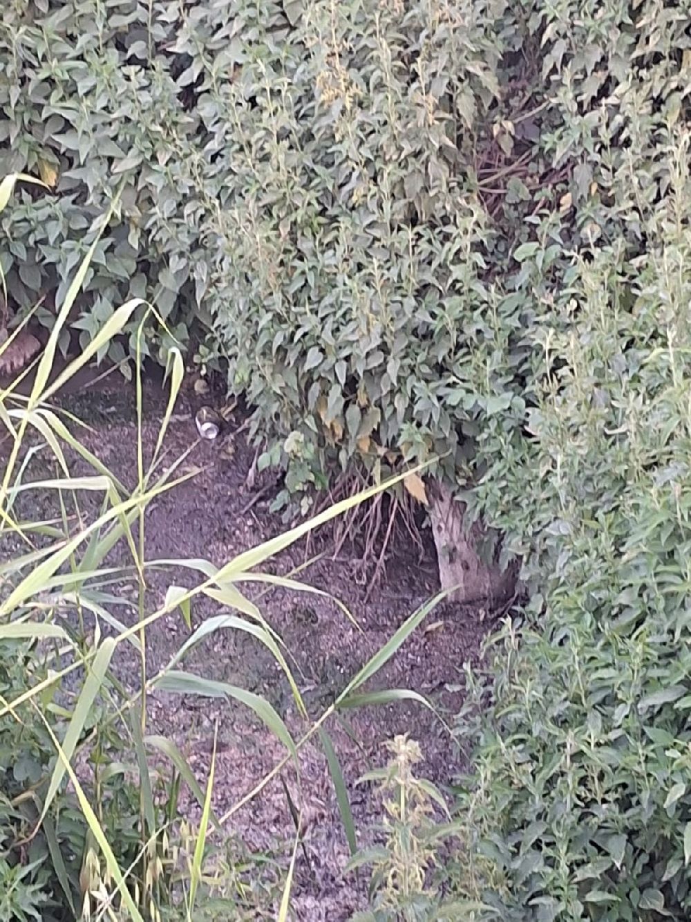Dereye akan lağım suyu, mahalleliyi nefes alamaz hale getirdi