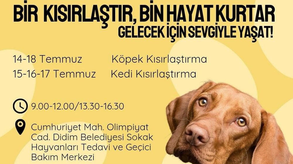 Didim Belediyesi’nden sokak hayvanlarına ücretsiz kısırlaştırma hizmeti
