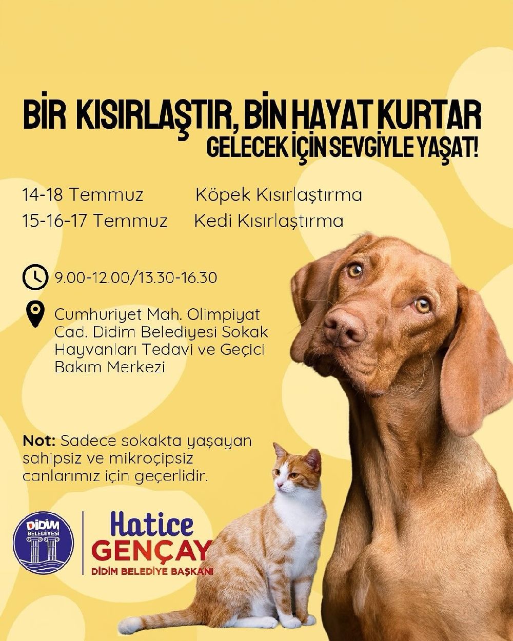 Didim Belediyesi’nden sokak hayvanlarına ücretsiz kısırlaştırma hizmeti