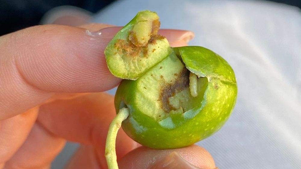 Didim’de üreticilere zeytin sineği uyarısı