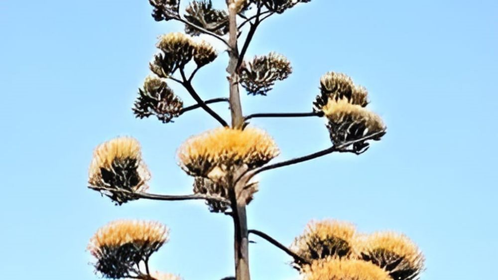 Dikili’de 30 yıllık agave çiçek açtı