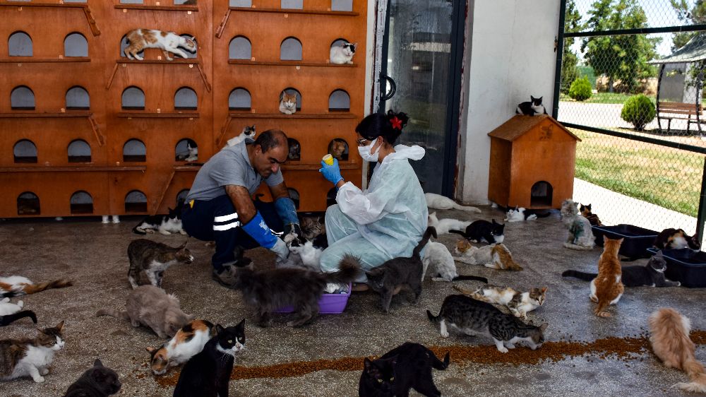 Diyarbakır’da 6 ayda 10 bin hayvan ihbarına müdahale
