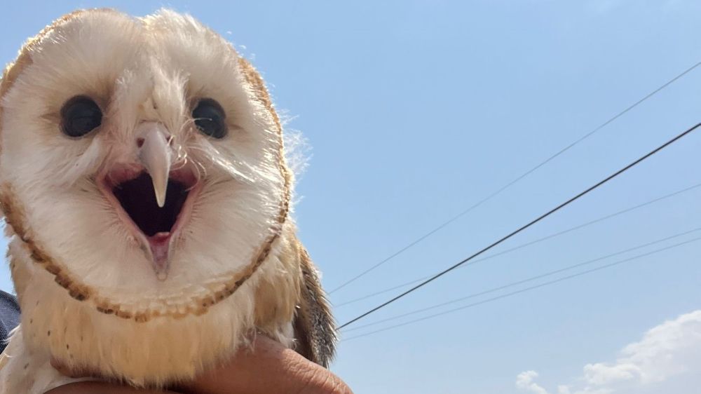Diyarbakır'da sıcaktan bunalan peçeli baykuş eve sığındı
