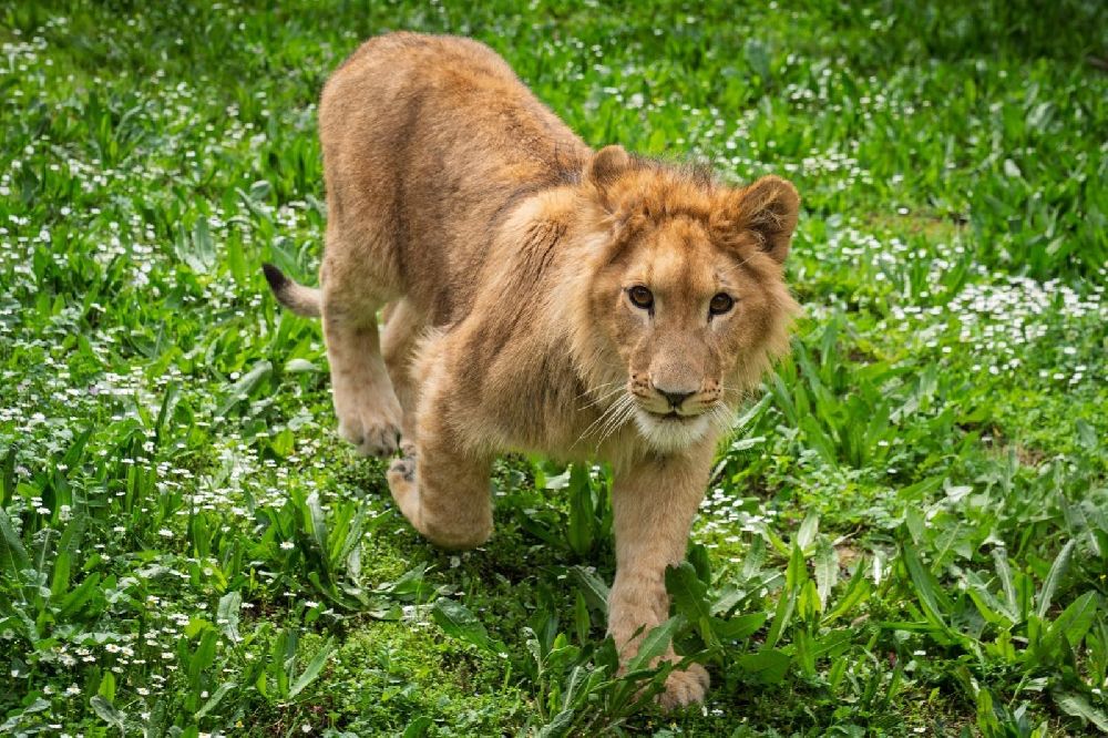 Doğadan kurtarıldı, ölüme gönderildi