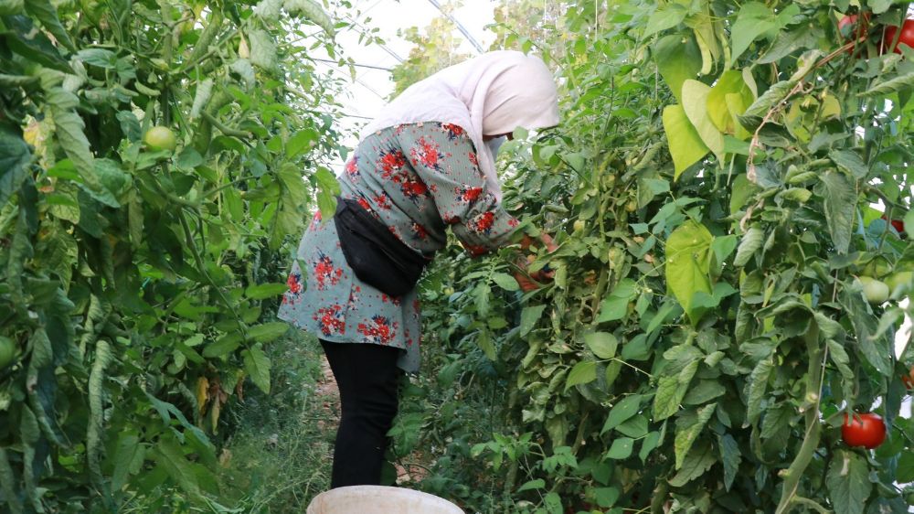 Domates yetiştiriciliği üreticiye umut oldu