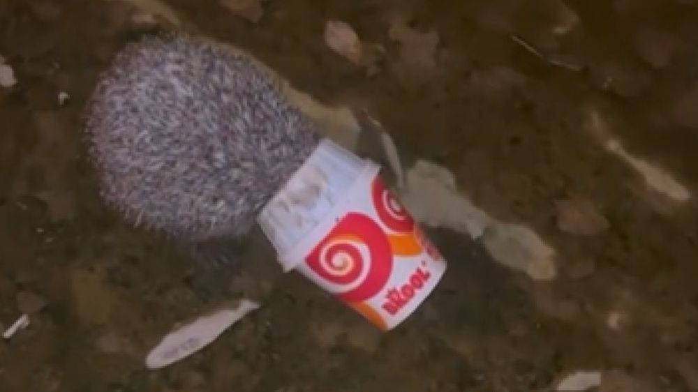 Dondurma kutusuna kafası sıkışan kirpiyi itfaiye kurtardı