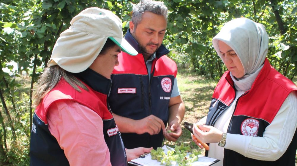 Düzce'de fındık hasat tarihleri belli oldu
