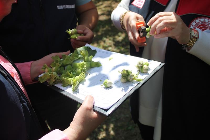 Düzce'de fındık rekolte tespiti sürüyor