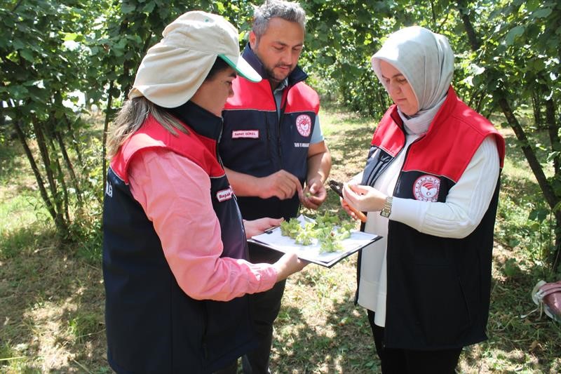 Düzce'de fındık rekolte tespiti sürüyor