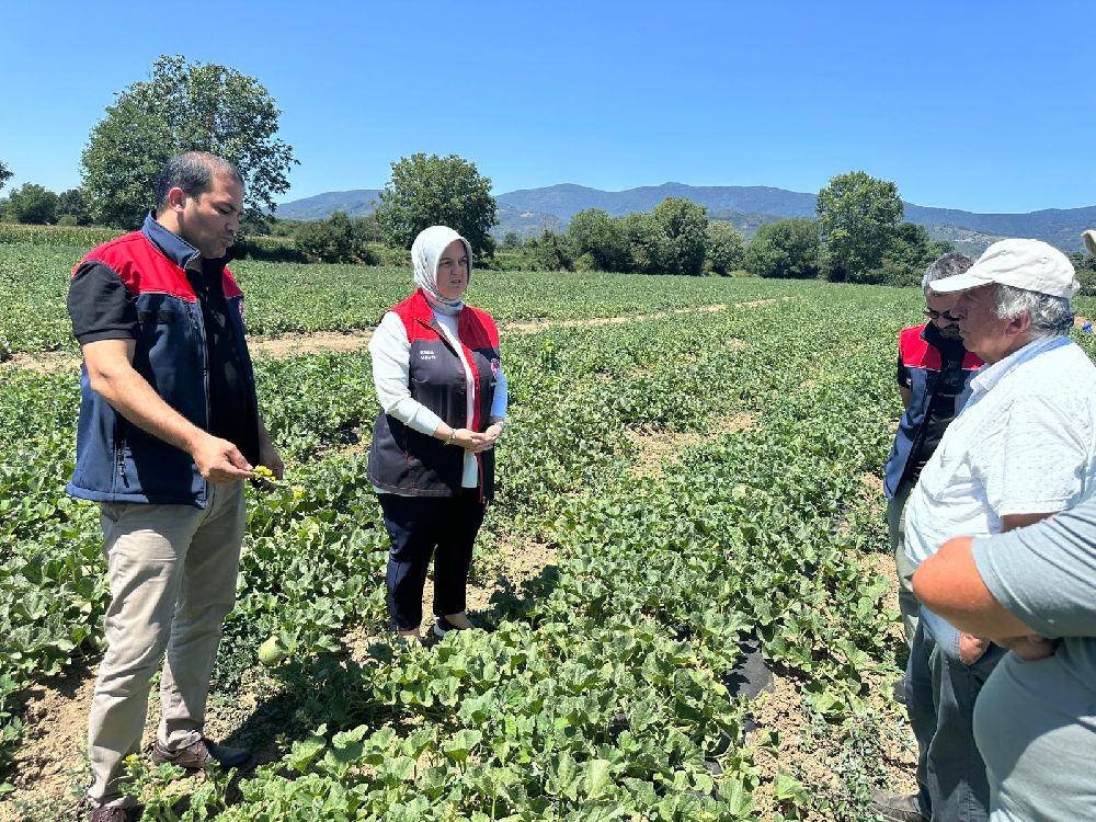 Düzce’de üretilen dondurma kavunları Antalya pazarlarında
