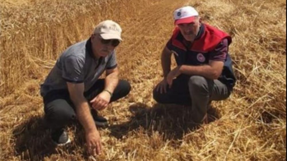 Düzce'de verimli hasat için yerinde denetim