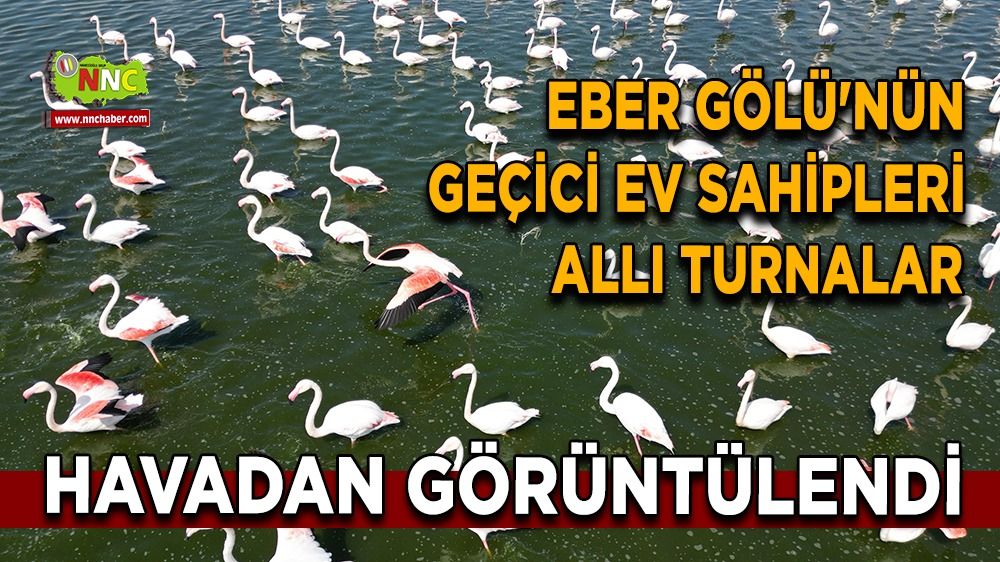 Eber Gölü'nün geçici ev sahipleri allı turnalar havadan görüntülendi