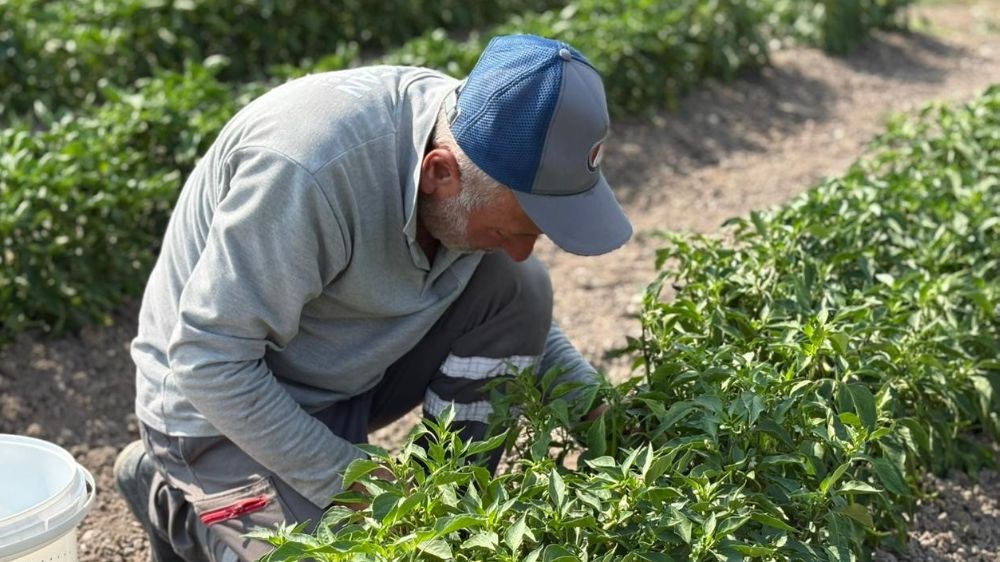  Eko-Çiftlik'te üretilen organik sebzeler ihtiyaç sahiplerine ulaştırılıyor