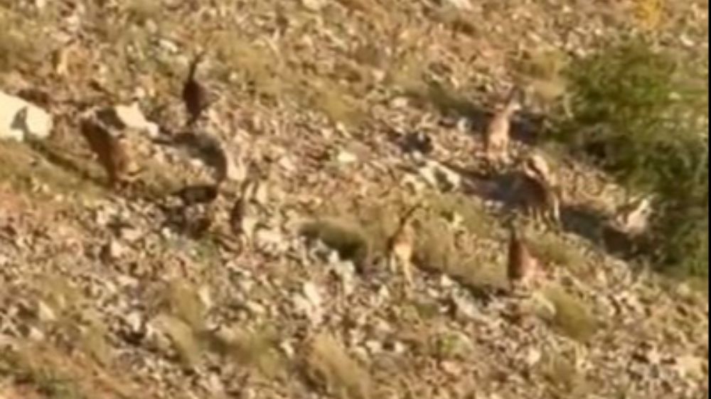 Elazığ’da dağ keçileri görüntülendi
