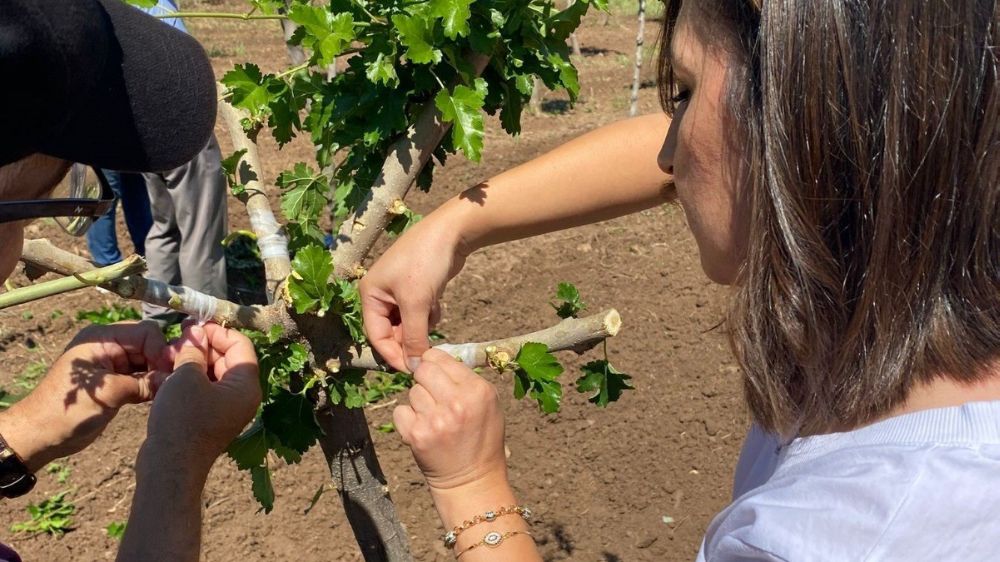 Elazığ’da dut bahçelerinde aşılama çalışması