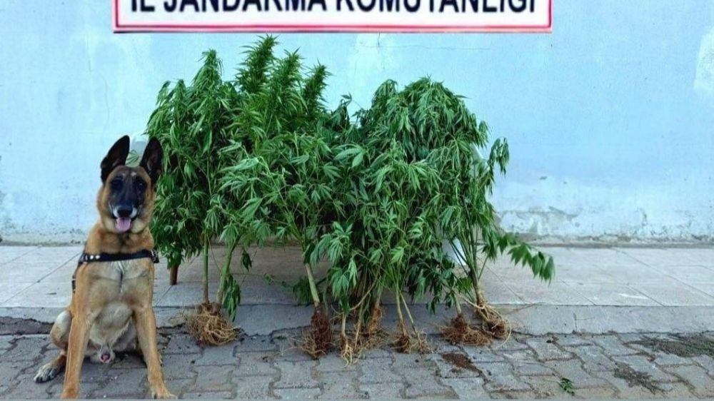 Elazığ'da tapulu arazide kenevir ele geçirildi