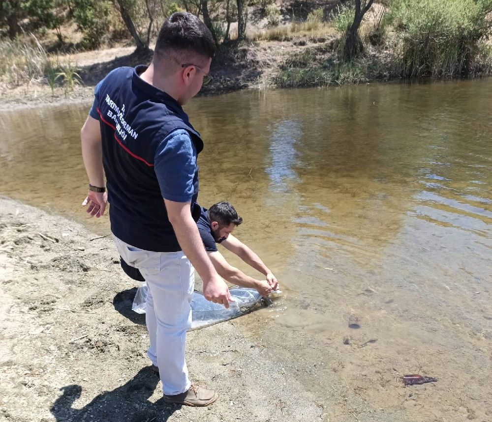 Emet’te baraj ve göletlere 40 bin 700 aynalı sazan balığı yavrusu bırakıldı