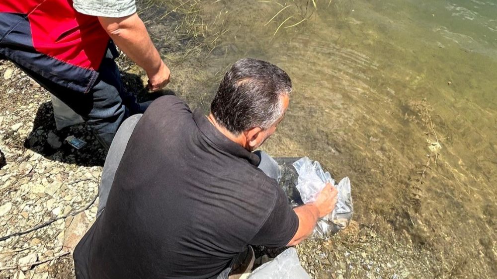 Emet’te baraj ve göletlere 40 bin 700 aynalı sazan balığı yavrusu bırakıldı