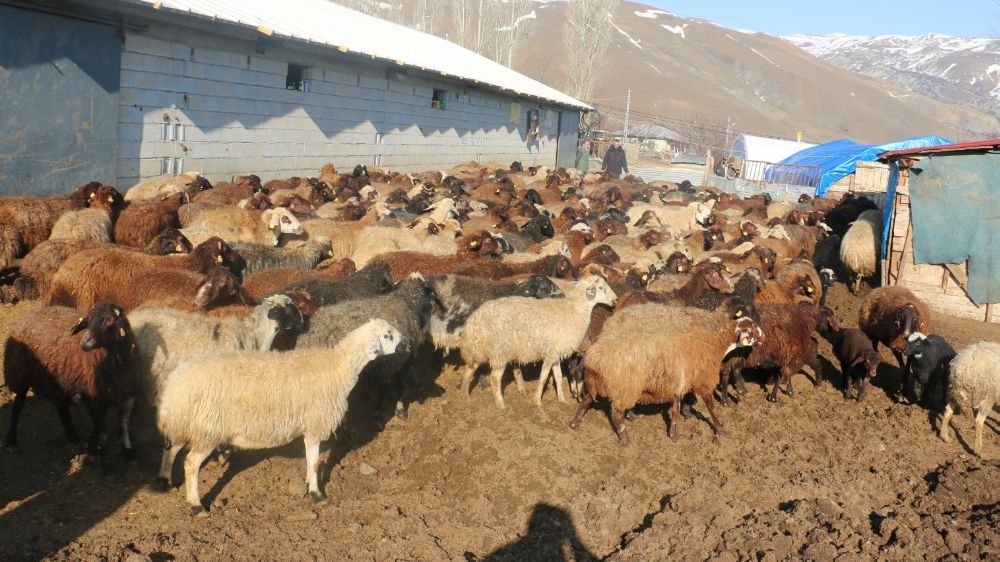 Erzincan'da koyunculuk kredisi 1 milyon 200 bin liraya yükseltildi