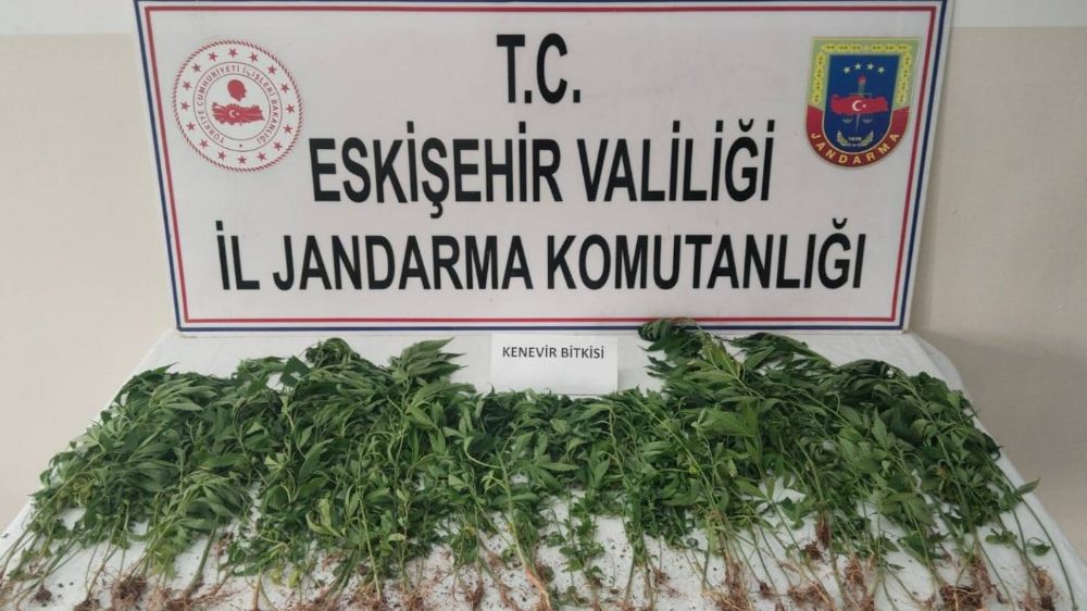 Eskişehir’de kamu arazisine kenevir eken şahıs suçüstü yakalandı