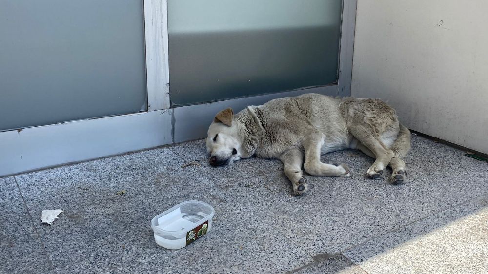 Eskişehir'deki sıcaklar köpekleri de etkiledi