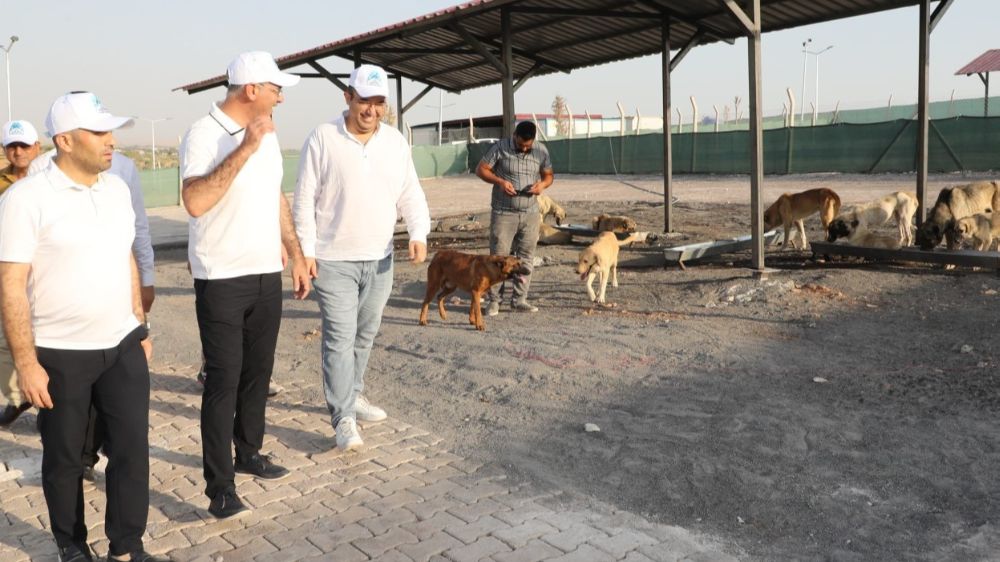 Eyyübiye, sokak hayvanları sorununu çözdü