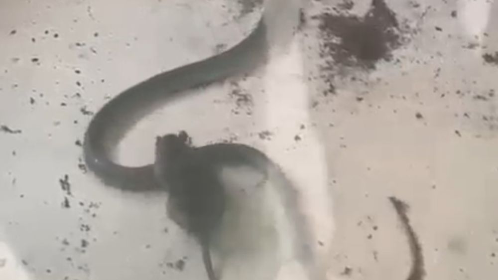 Fare ile yılanın kavgası kamerada