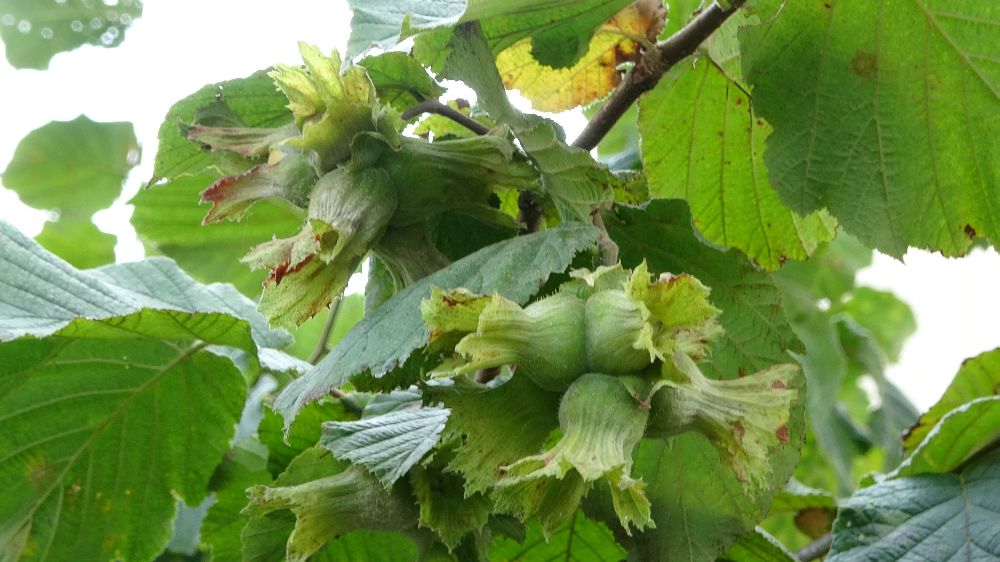 Fındıkta ‘erken hasat yapılmaması’ uyarısı