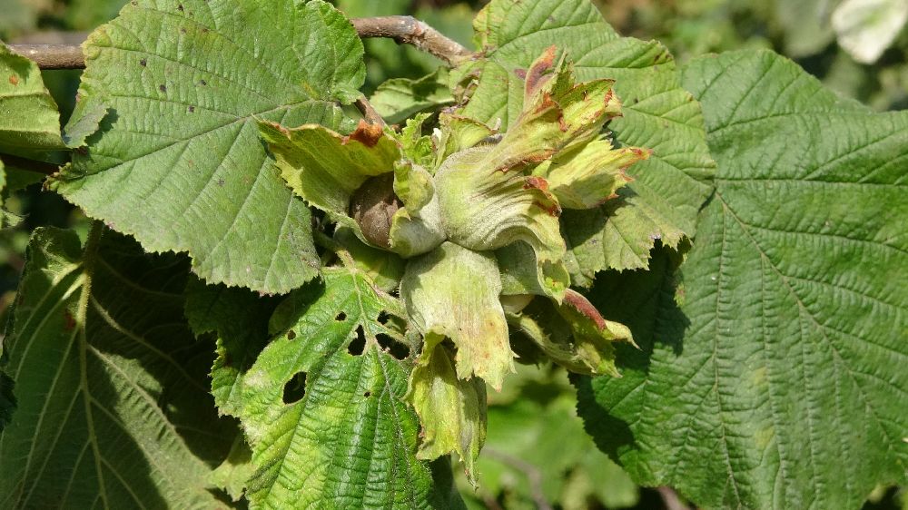 Fındıkta ‘erken hasat yapılmaması’ uyarısı