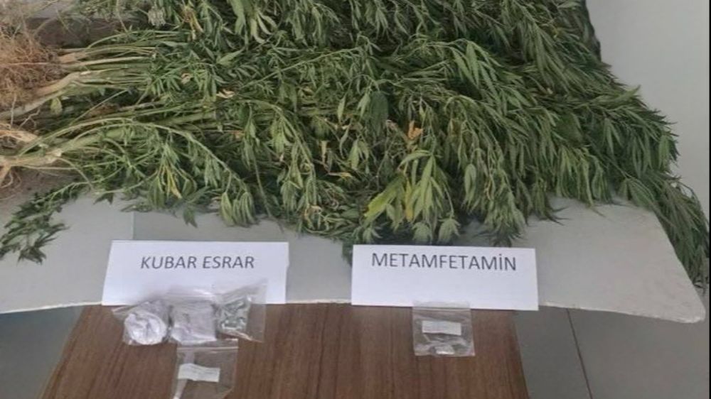 Gaziantep'te 145 kök kenevir ele geçirildi