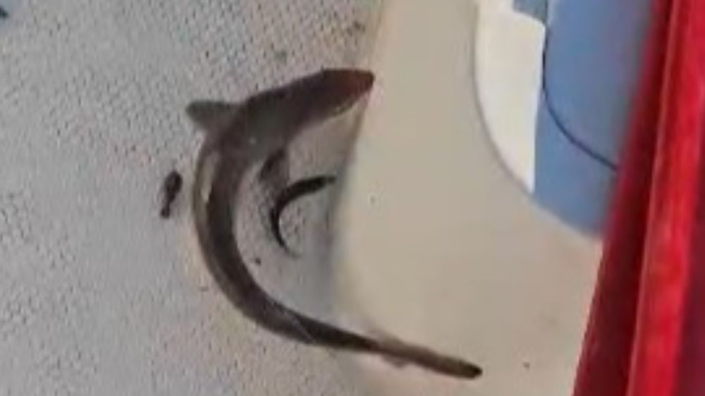 Gençlerin oltasına yavru köpekbalığı takıldı