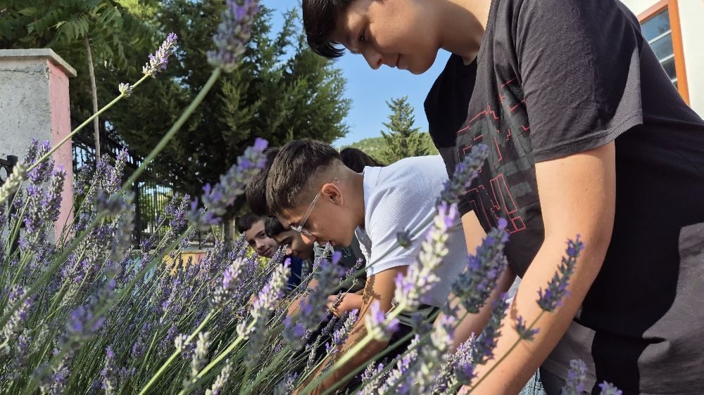 Gönüllü gençler Lavanta hasadında buluştu