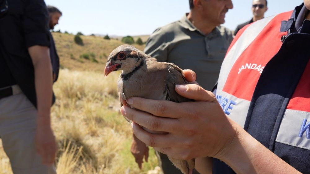 Gümüşhane’de keneyle mücadele için 400 keklik doğaya salındı