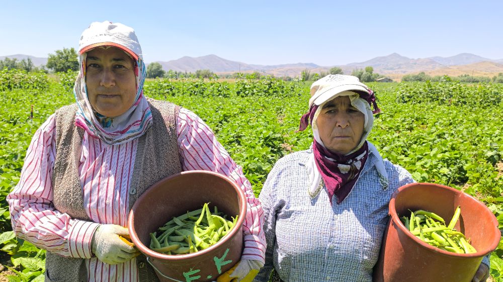 Hasadı başlayan fasulyenin kilogramı 15-20 TL’den satılıyor