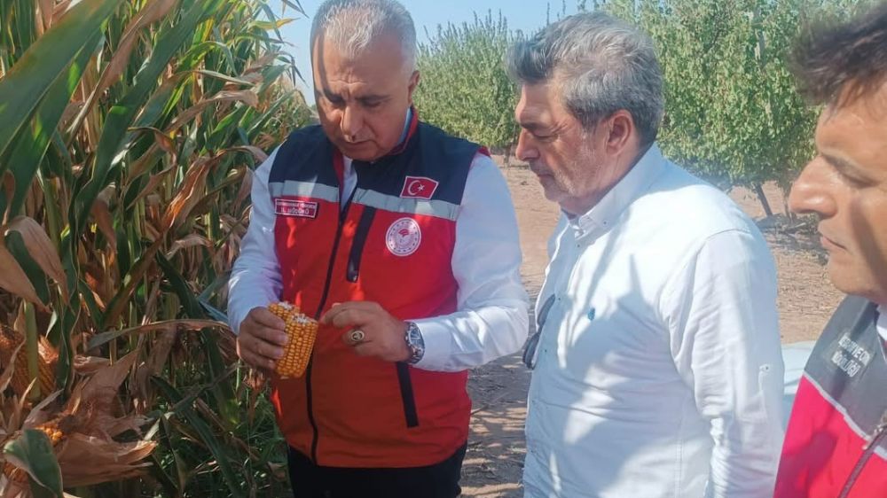 Hatay’da mısır tarlaları incelendi