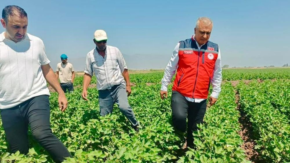 Hatay'da pamuk tarlaları incelendi